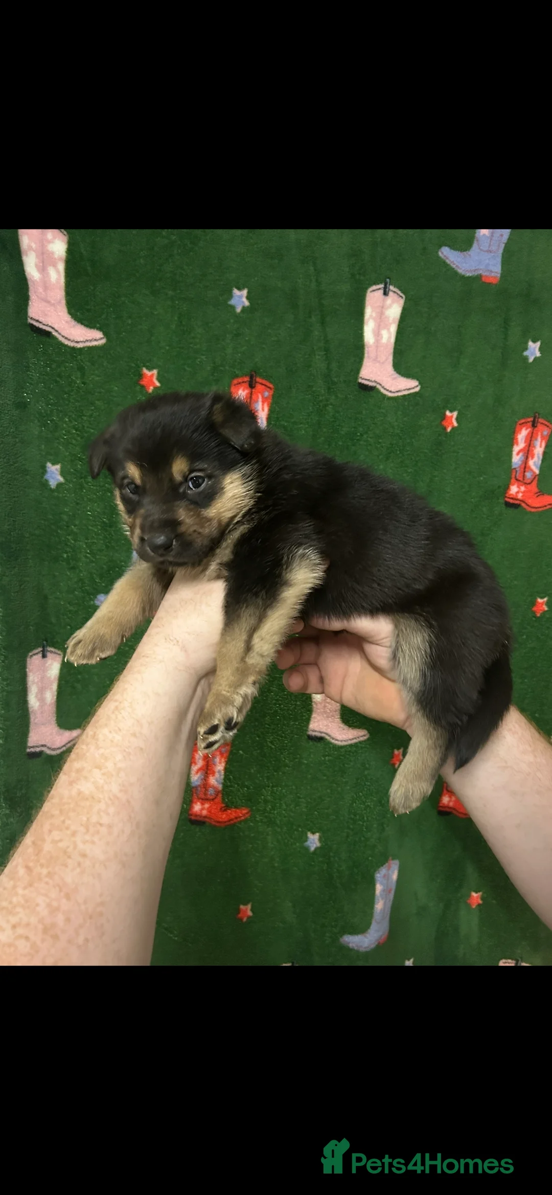 Mixed Breed dogs for sale: Swiss Shepherd Rottweiler  mix breed puppies - Advert 29