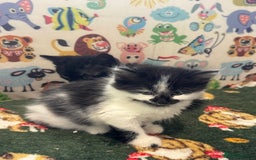 Mixed Breed cats for sale: Kittens  - Image 15