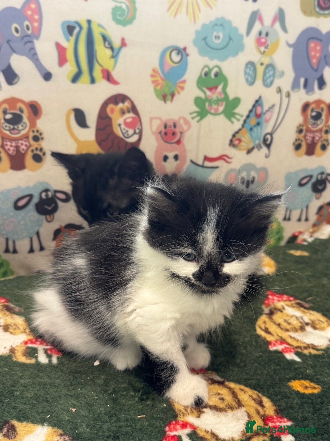 Mixed Breed cats for sale: Kittens  - Image 15