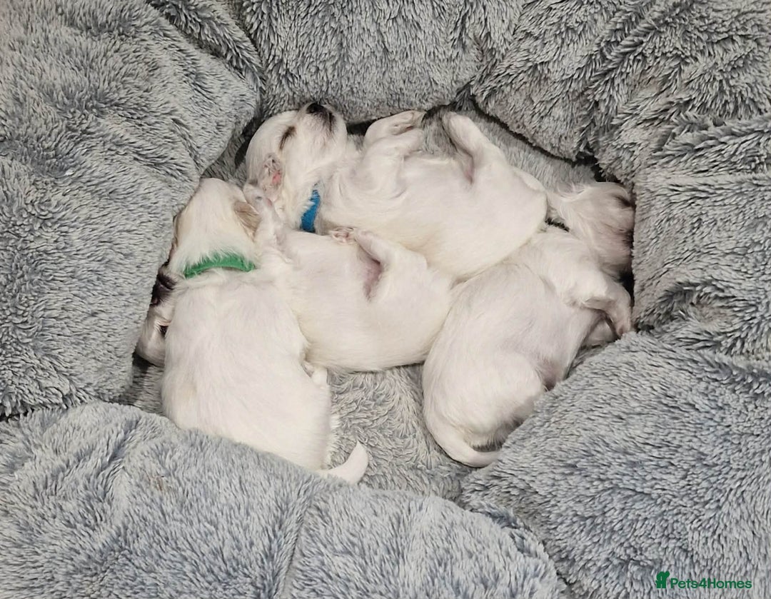 Maltese dogs for sale: Miniature Korean Maltese puppies for adoption - Advert 3