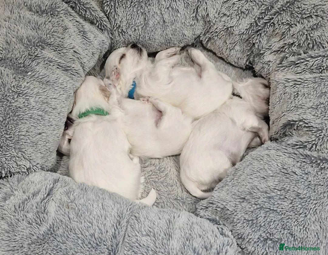 Maltese dogs for sale: Korean Maltese puppies for adoption - Advert 4