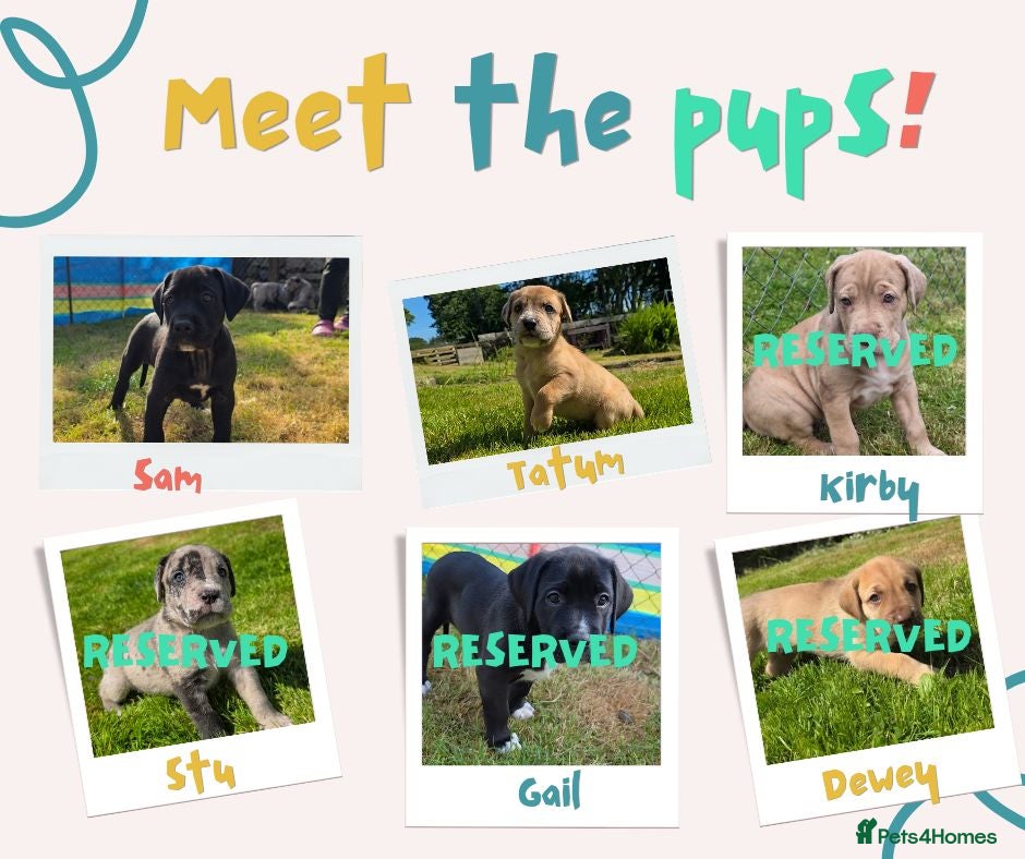 Mixed Breed dogs 2 female Daniff Puppies READY NOW - Advert 6
