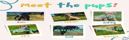 Mixed Breed dogs for sale: 2 female Daniff Puppies READY NOW - Advert 1