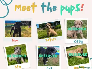 Mixed Breed dogs 2 female Daniff Puppies READY NOW - Advert 10