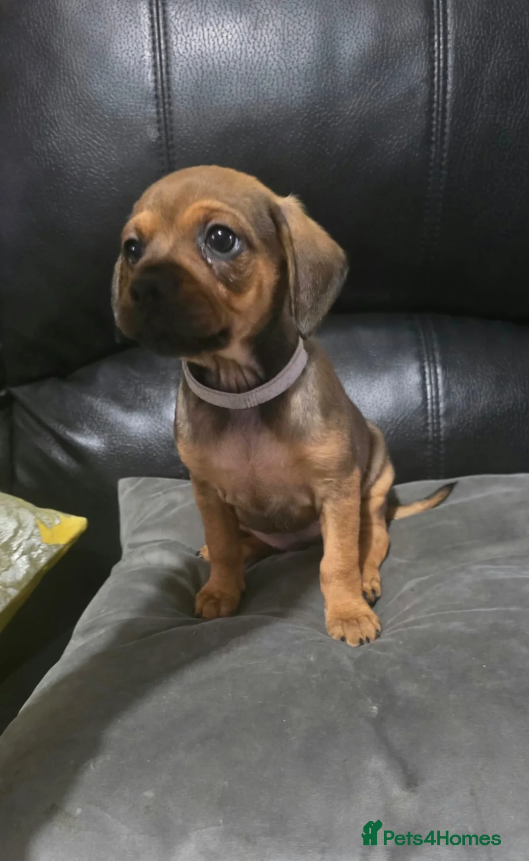 Mixed Breed dogs for sale: 1 girl Available  in Brierley Hill - Advert 2