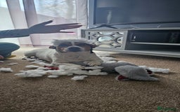Jack Russell dogs for stud: Stud  - Image 2