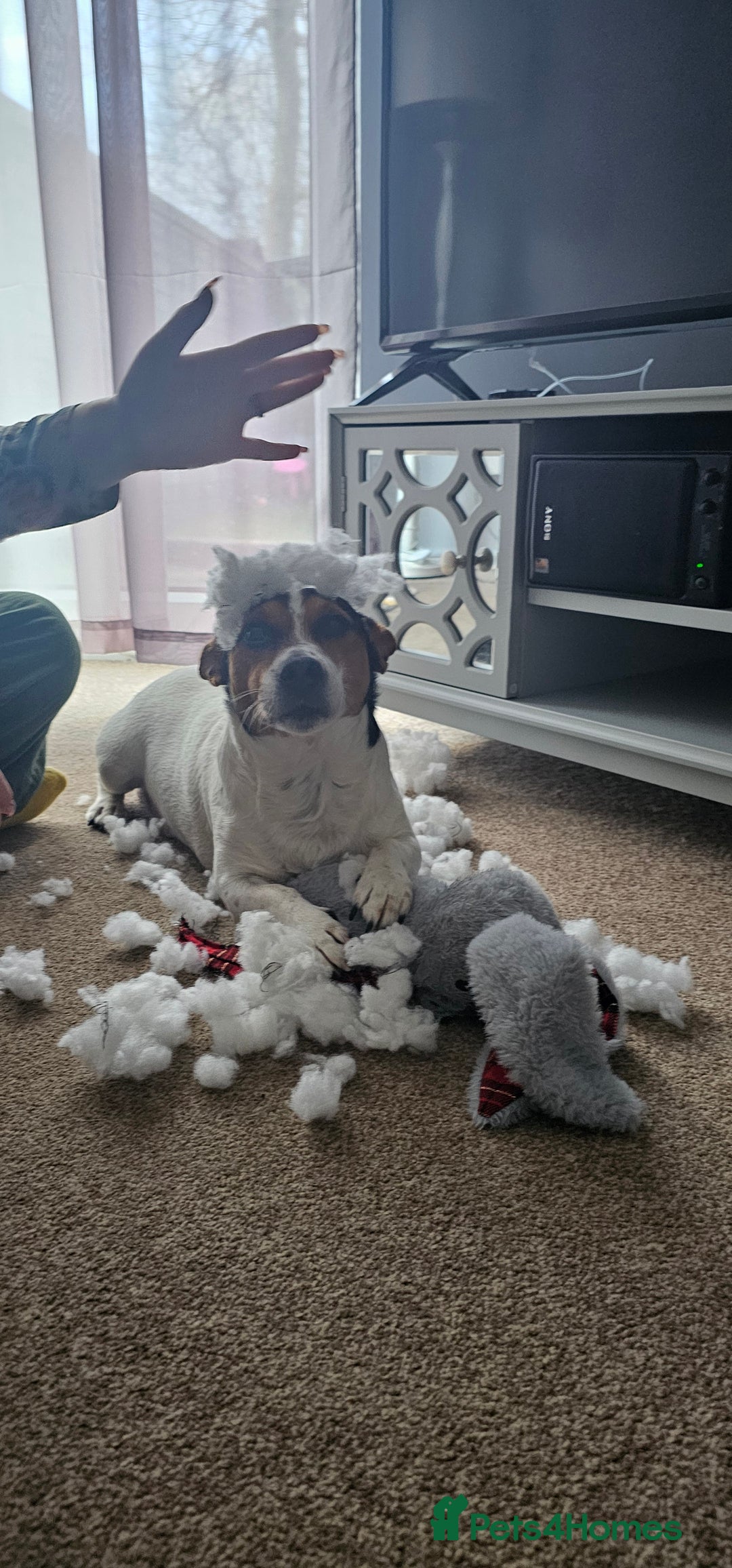 Jack Russell dogs for stud: Stud  - Image 2