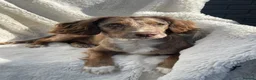 Cocker Spaniel dogs for sale: Merle cocker spaniel  - Advert 8