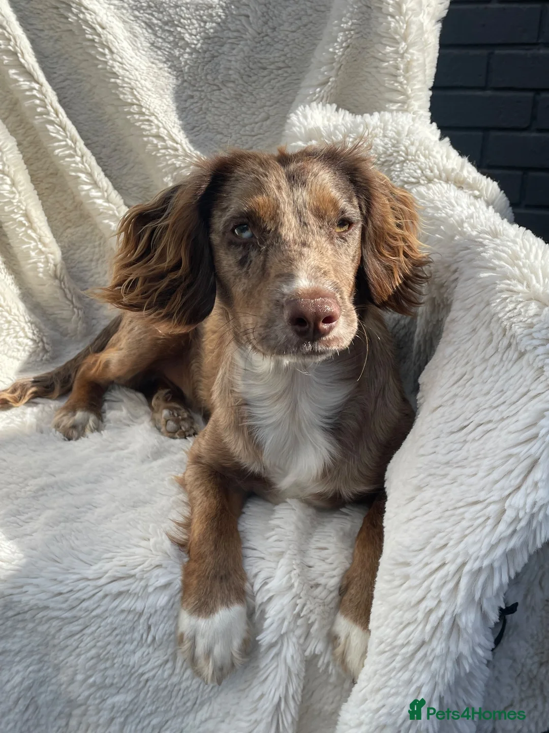 Cocker Spaniel dogs for sale: Merle cocker spaniel  - Advert 8