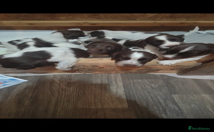 Sprocker dogs - Advert 1