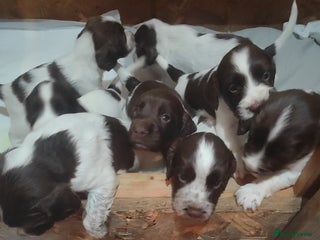 Sprocker dogs - Advert 18