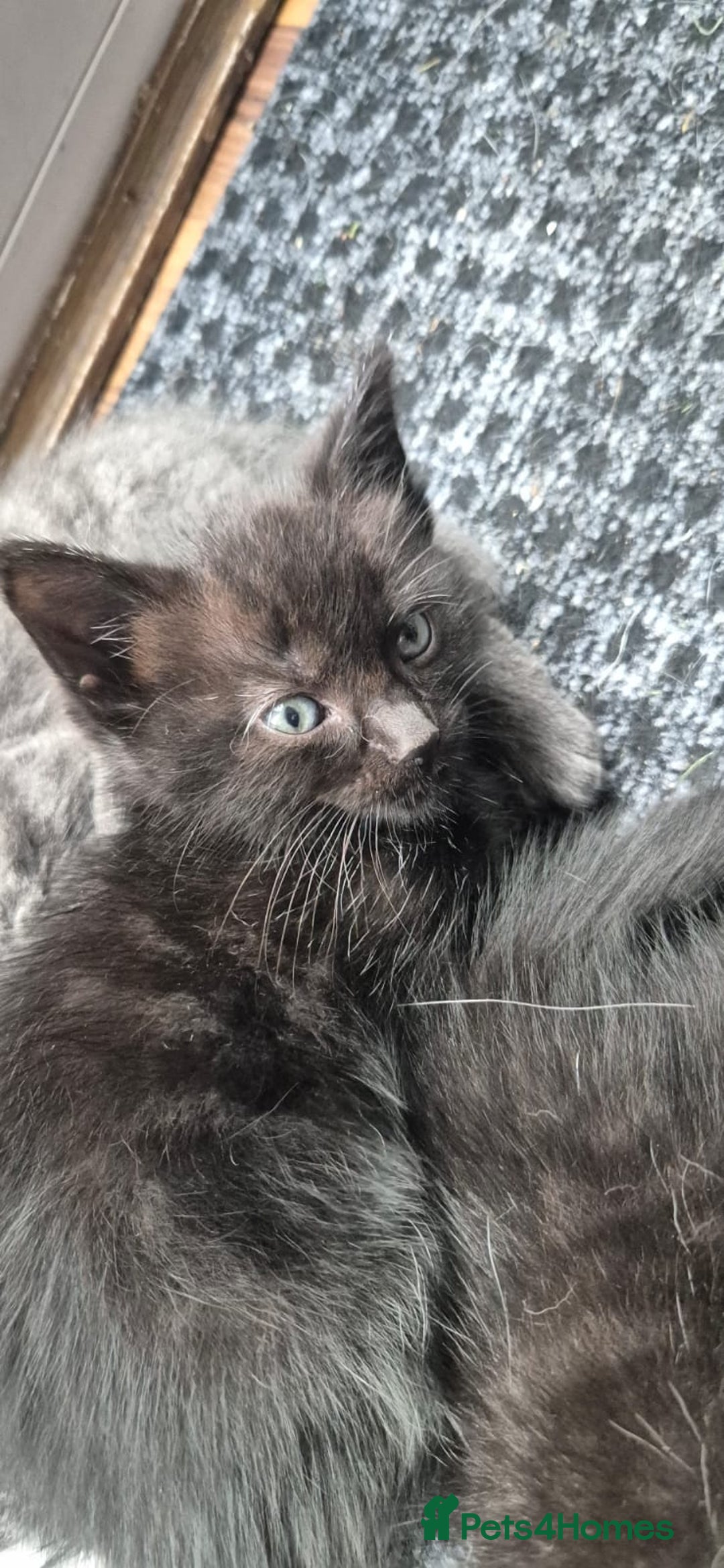 Ragdoll cats for sale: Randoll X Kittens - Image 5