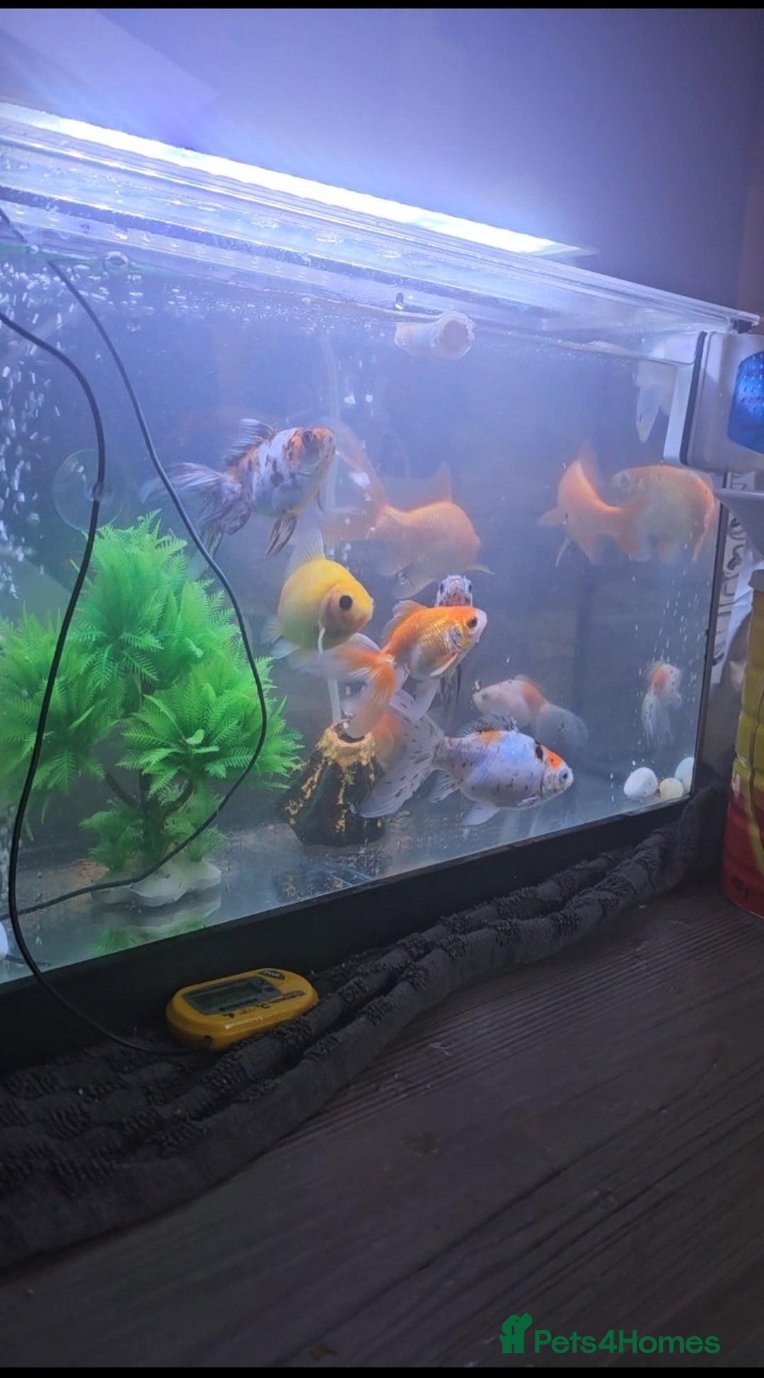 Goldfish fish for sale: Goldfish - Advert 8