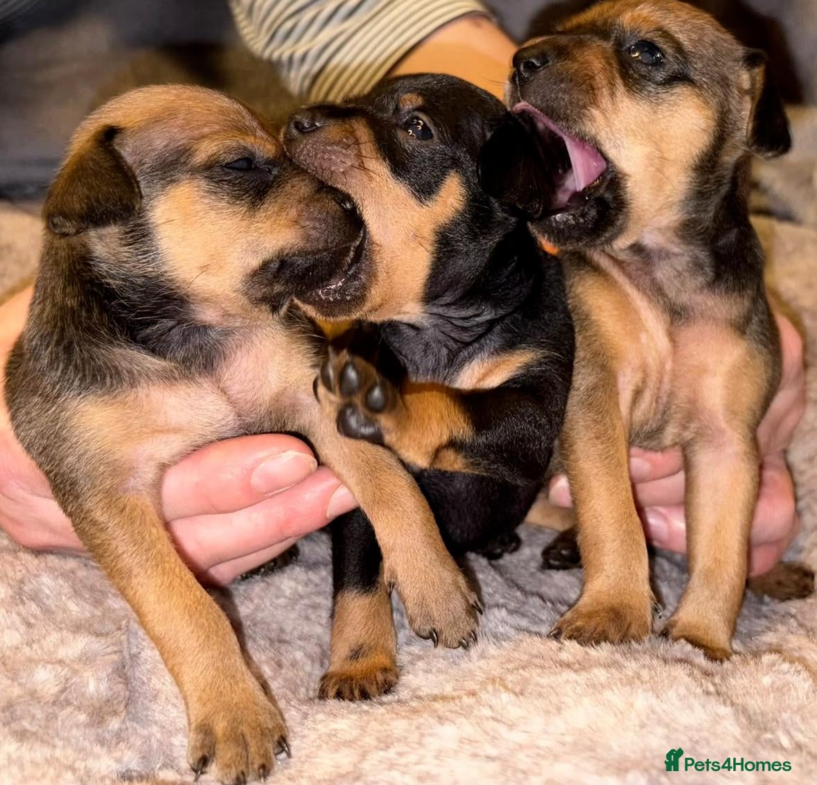Mixed Breed dogs Minski-Pinski Puppies – Min Pin × Russian Toy - Advert 14