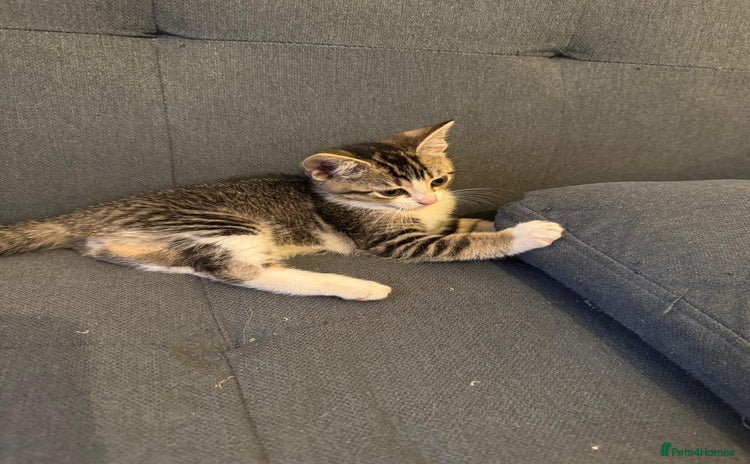 Domestic Shorthair cats - Advert 15