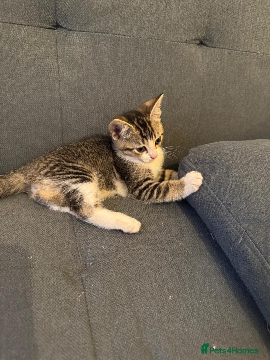 Domestic Shorthair cats for sale: Ekaterine  - Image 1