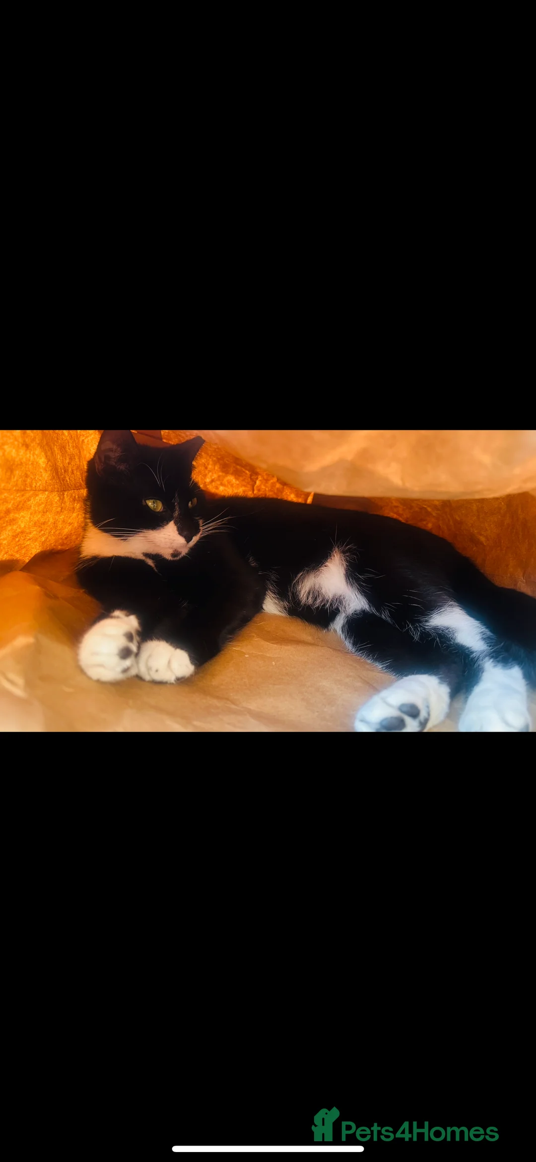 Mixed Breed cats for sale: Beautiful Mixed cat available - Advert 1