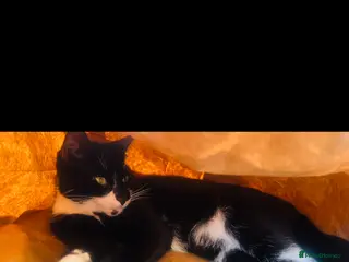 Mixed Breed cats Beautiful Mixed cat available - Advert 3