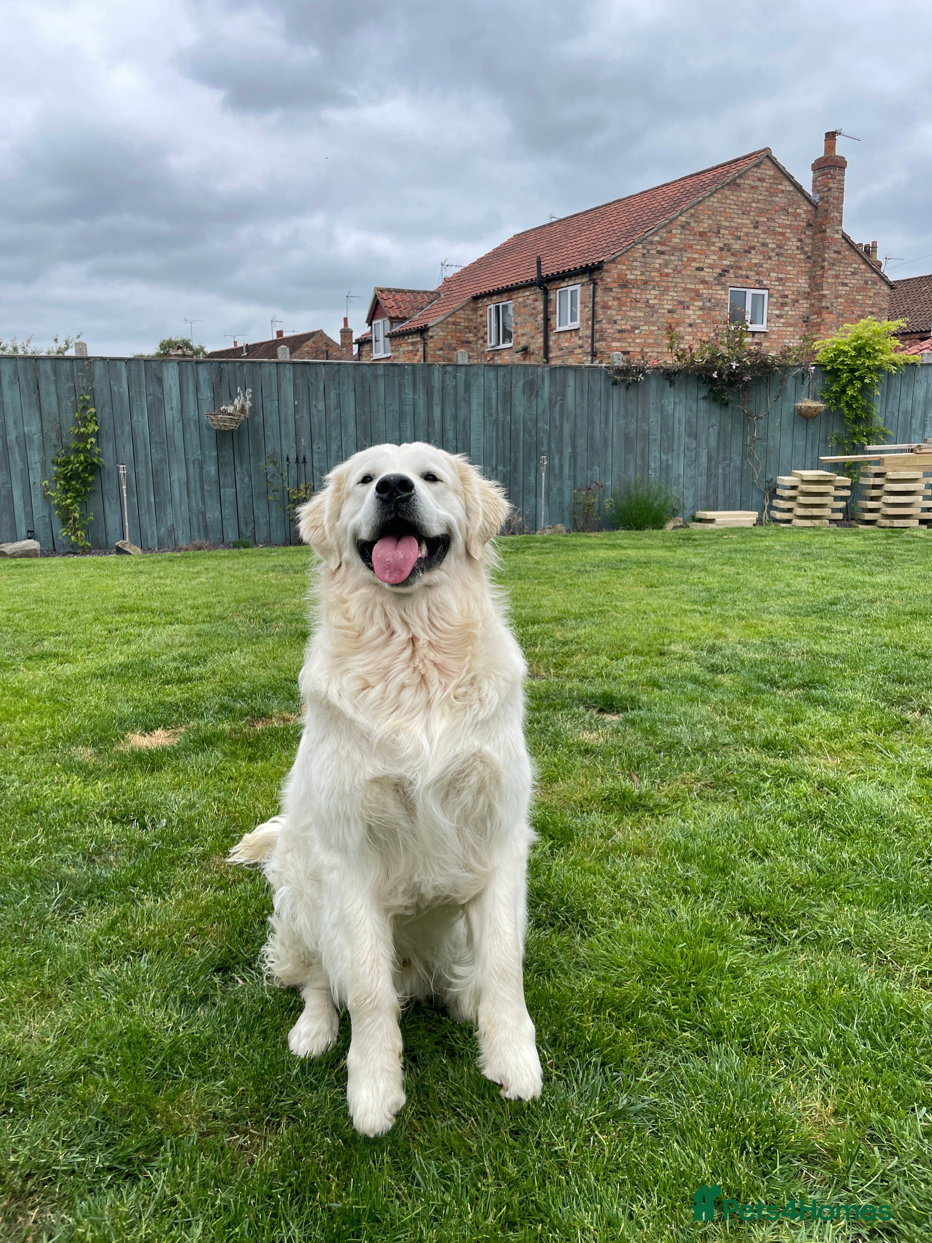 Golden Retriever dogs Cream Golden Retriever Stud in Beverley - Advert 14