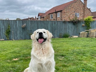 Golden Retriever dogs in Beverley - Advert 25