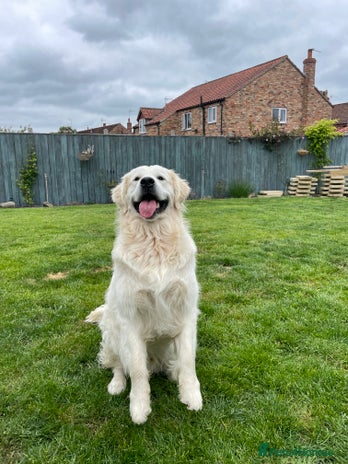 Golden Retriever dogs in Beverley - Advert 1
