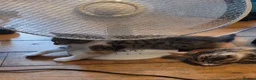 Bengal cats for sale: Part Bengal Kittens Ready now - Advert 2