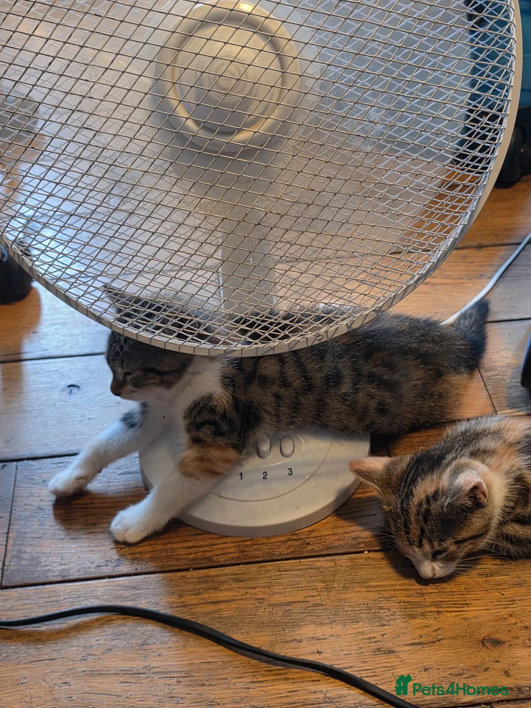 Bengal cats for sale: Part Bengal Kittens Ready now - Advert 2