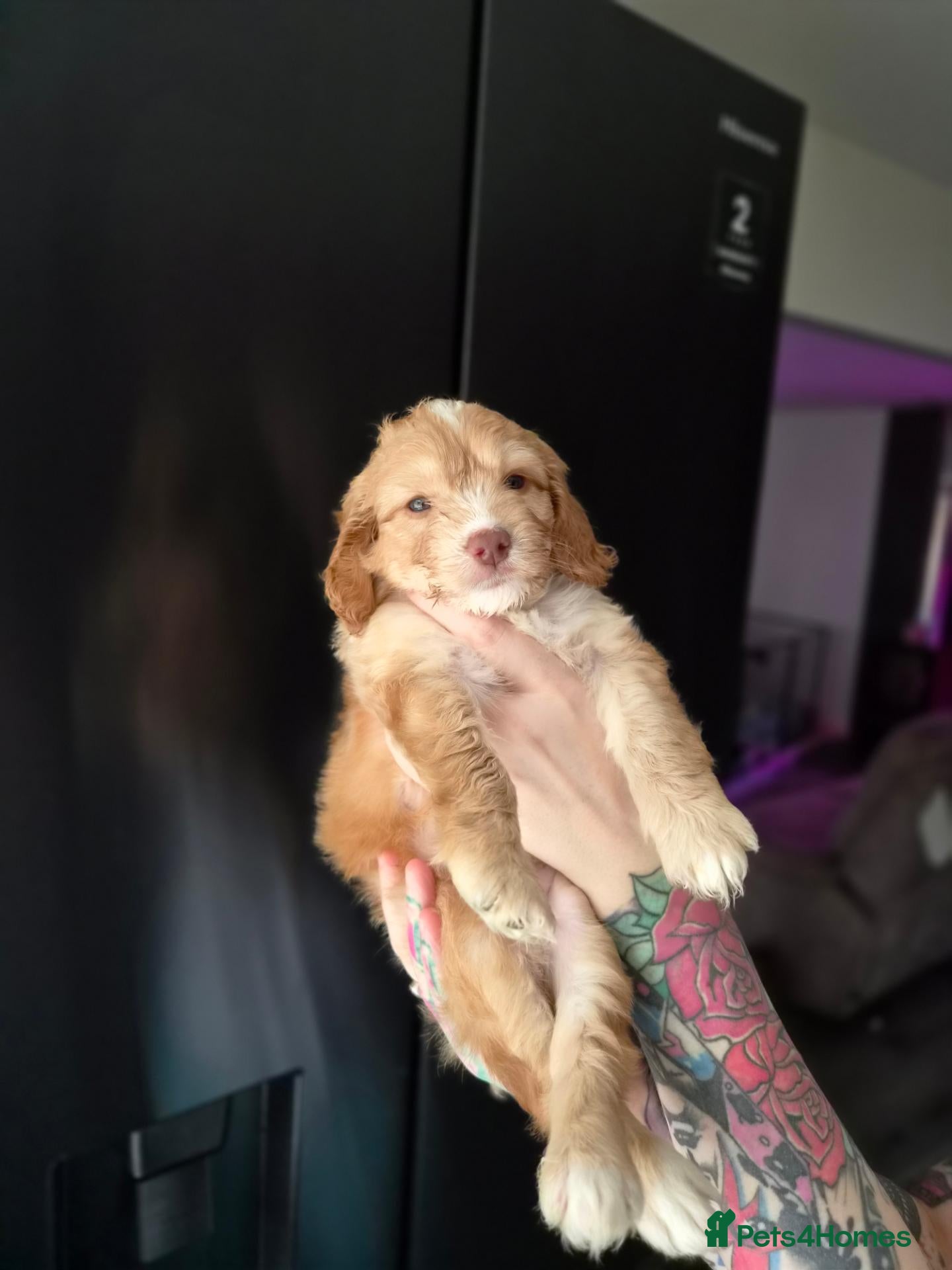 Cockapoo dogs for sale: 3 BOYS LEFT ✨️ F1 COCKAPOO PUPPIES ✨️ - Advert 2