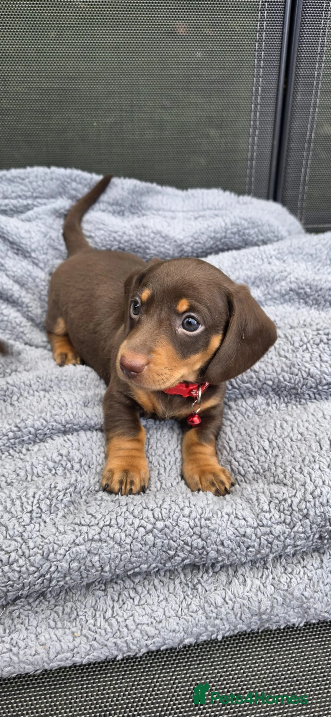 Dachshund dogs for sale: Dacshund Puppies Ready on 27/6!!! - Advert 28