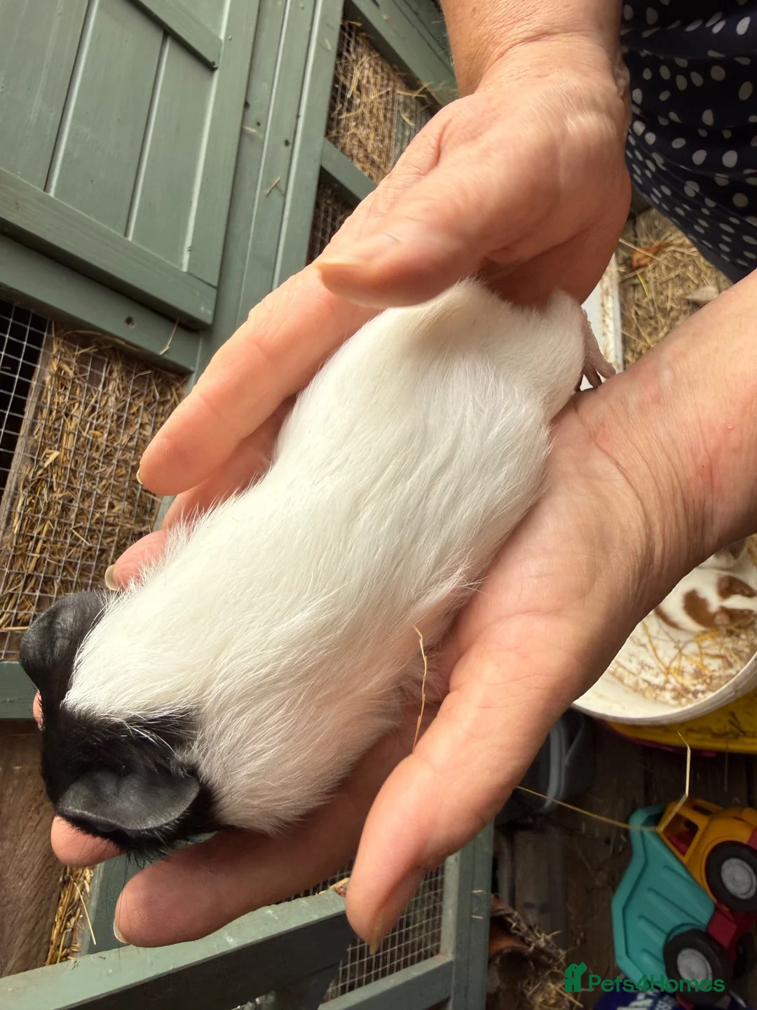 Guinea Pig rodents for sale: 2 x Boy Guinea Pigs - Advert 5