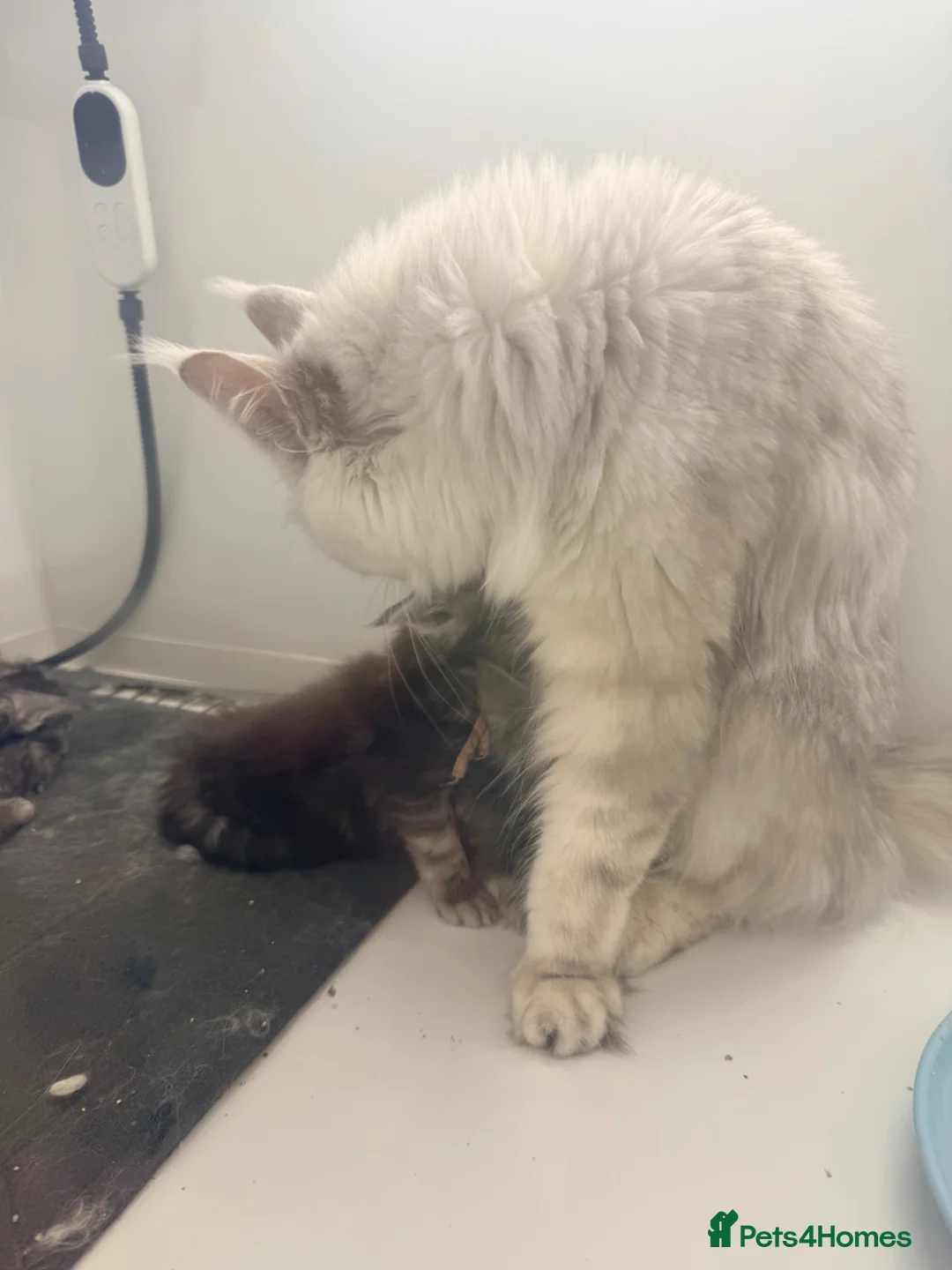 Maine Coon cats for sale: Full Pedigree Silver Maine Coon Kittens - Advert 2
