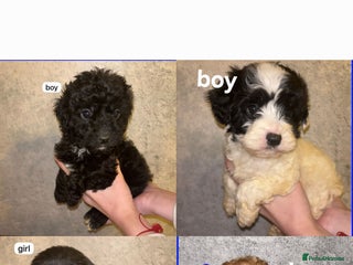 Cavapoo dogs CAVAPOO PUPPIES - Advert 10