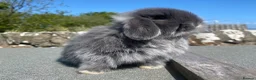 Mini Lop rabbits for sale: Baby mini lop for sale (male) in Stranraer - Advert 10