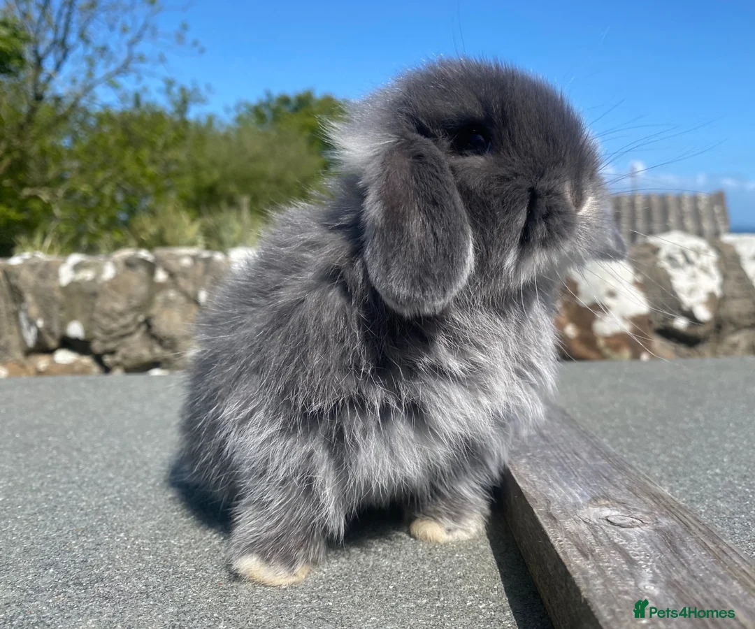Mini Lop rabbits for sale: Baby mini lop for sale (male) in Stranraer - Advert 10