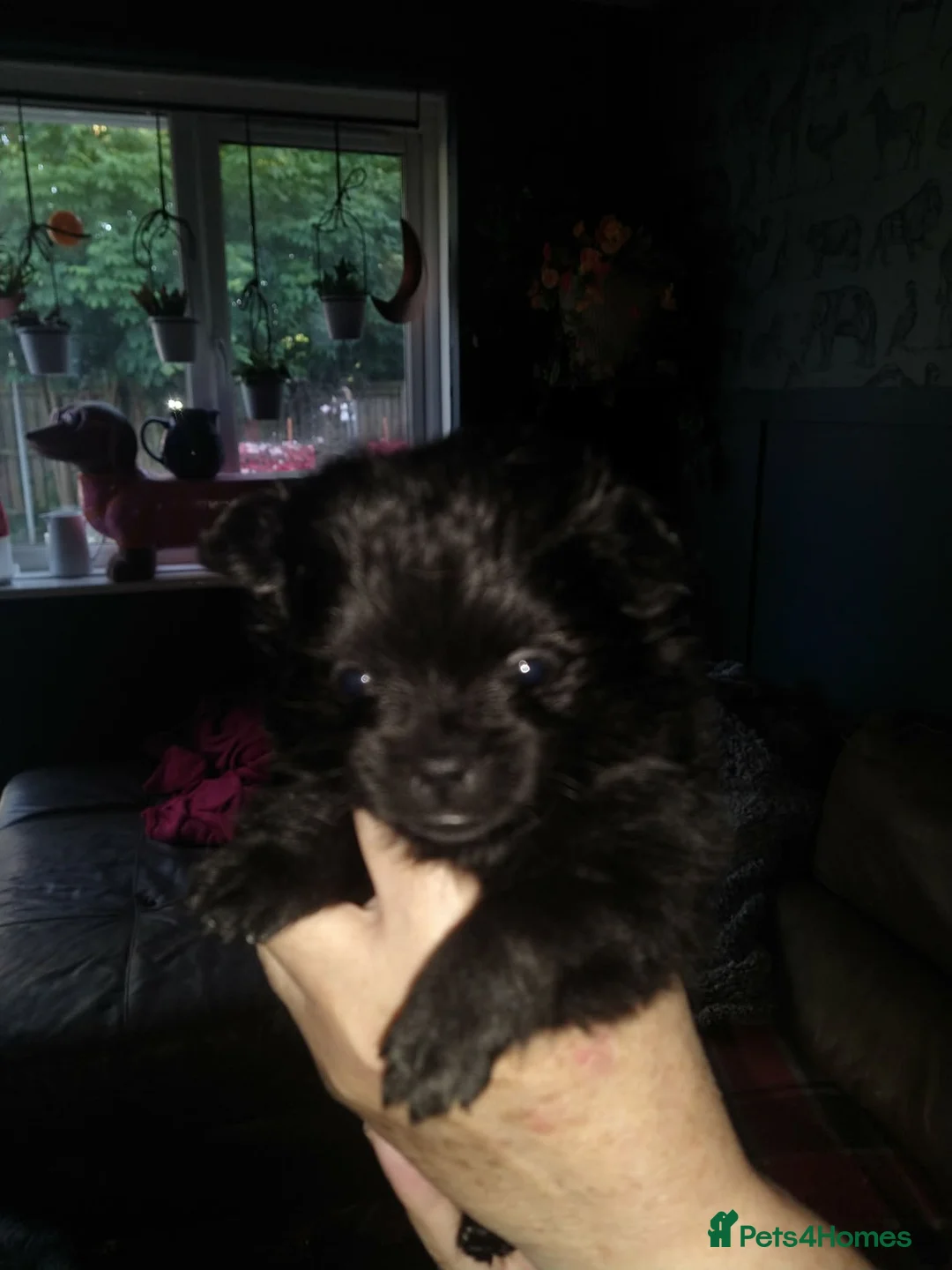Pomeranian dogs for sale: Pom puppies male and female - Advert 3