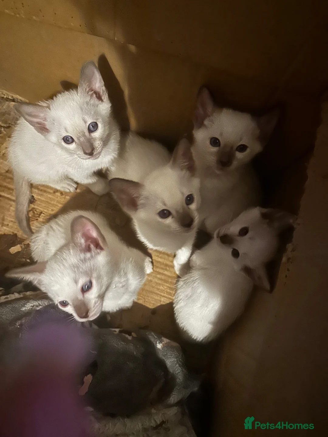 Siamese cats for sale: Siamese kittens - Advert 2