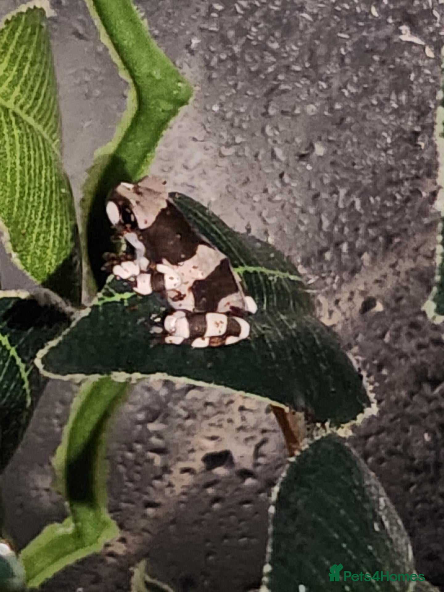 Frog reptiles for sale: Amazon Milk Frog babies - Advert 1