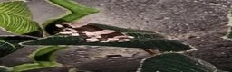 Frog reptiles for sale: Amazon Milk Frog babies in Wigan - Advert 1