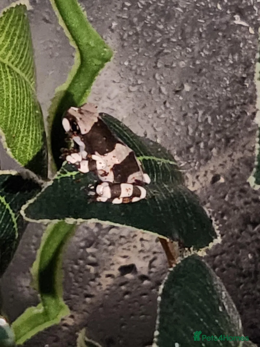 Frog reptiles for sale: Amazon Milk Frog babies in Wigan - Advert 1