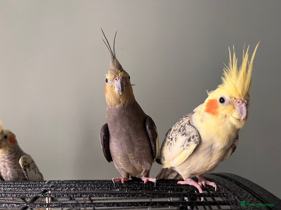 Cockatiels birds for sale: 3 cockatiels for sale - Image 3