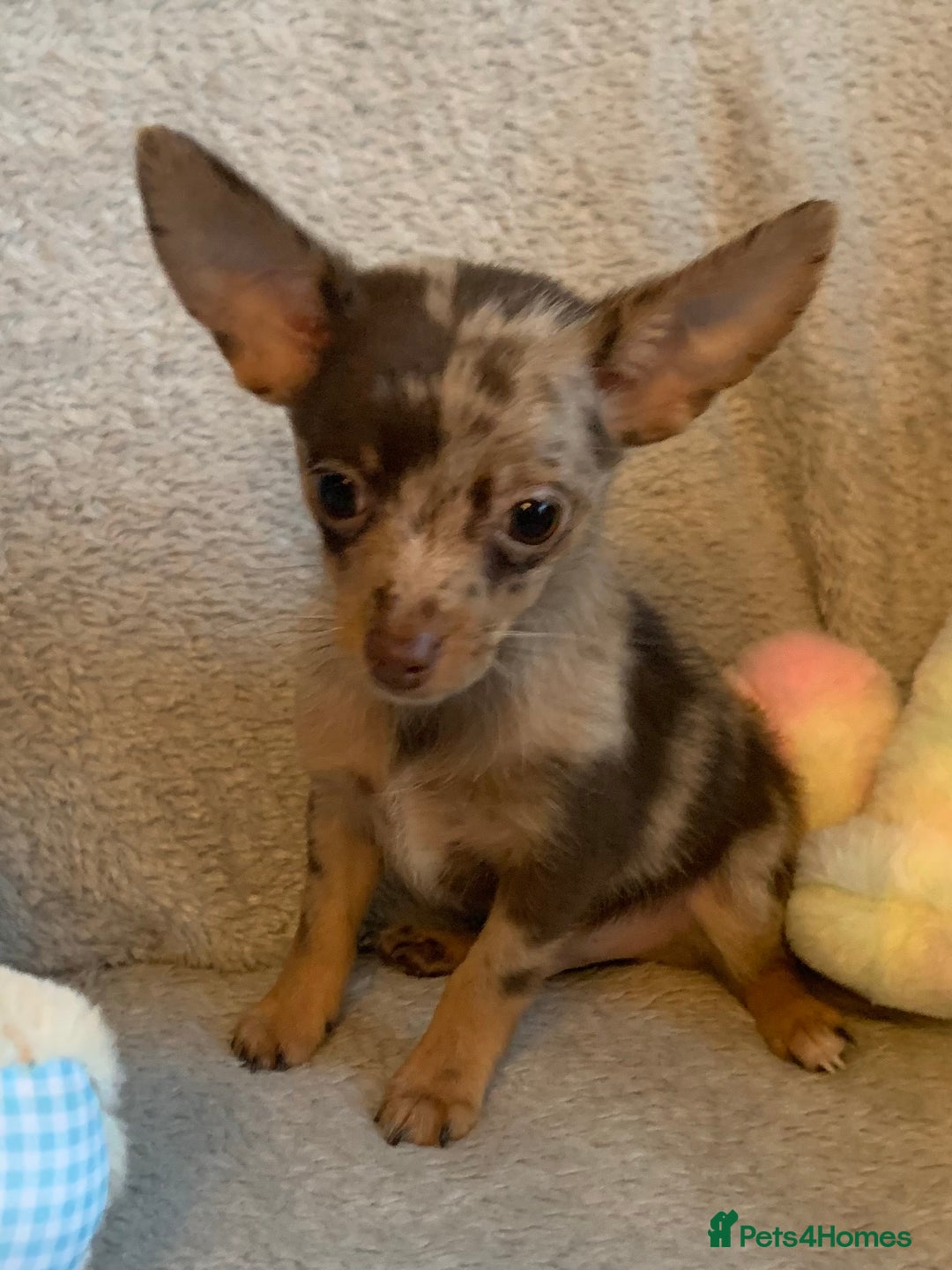 Mixed Breed dogs for sale: Chihuahua x  - Image 5