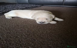 Golden Retriever dogs for stud: 5th Generation KC Registered TOO GOOD TO MISS STUD - Image 9