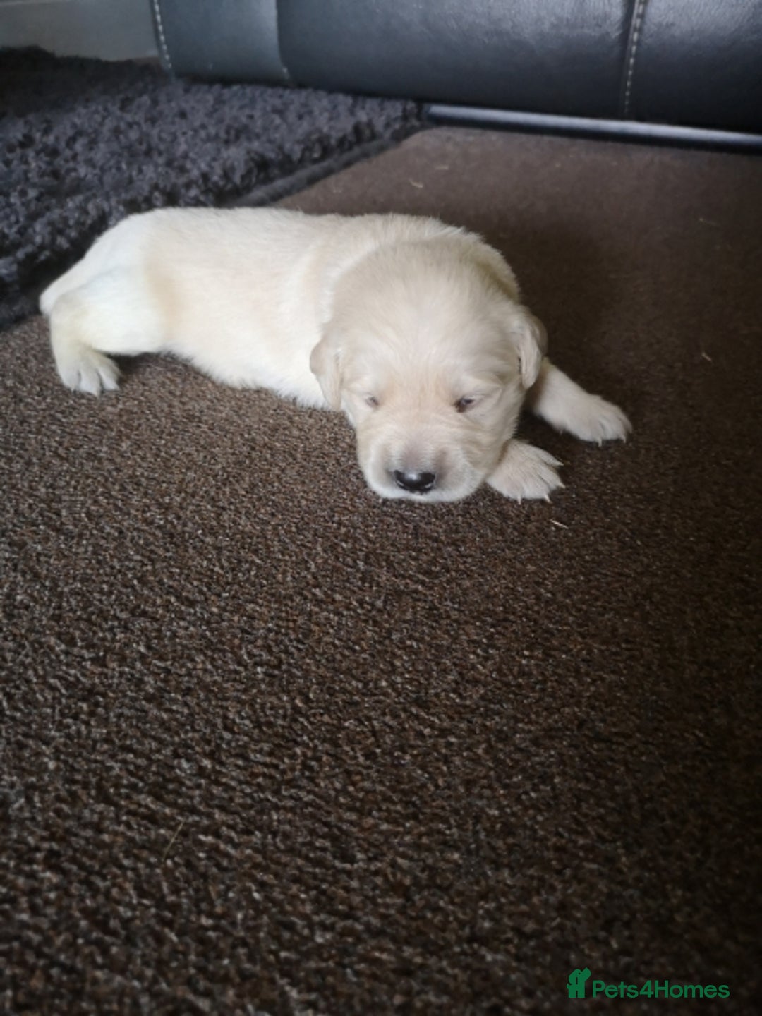 Golden Retriever dogs for stud: 5th Generation KC Registered TOO GOOD TO MISS STUD - Image 9