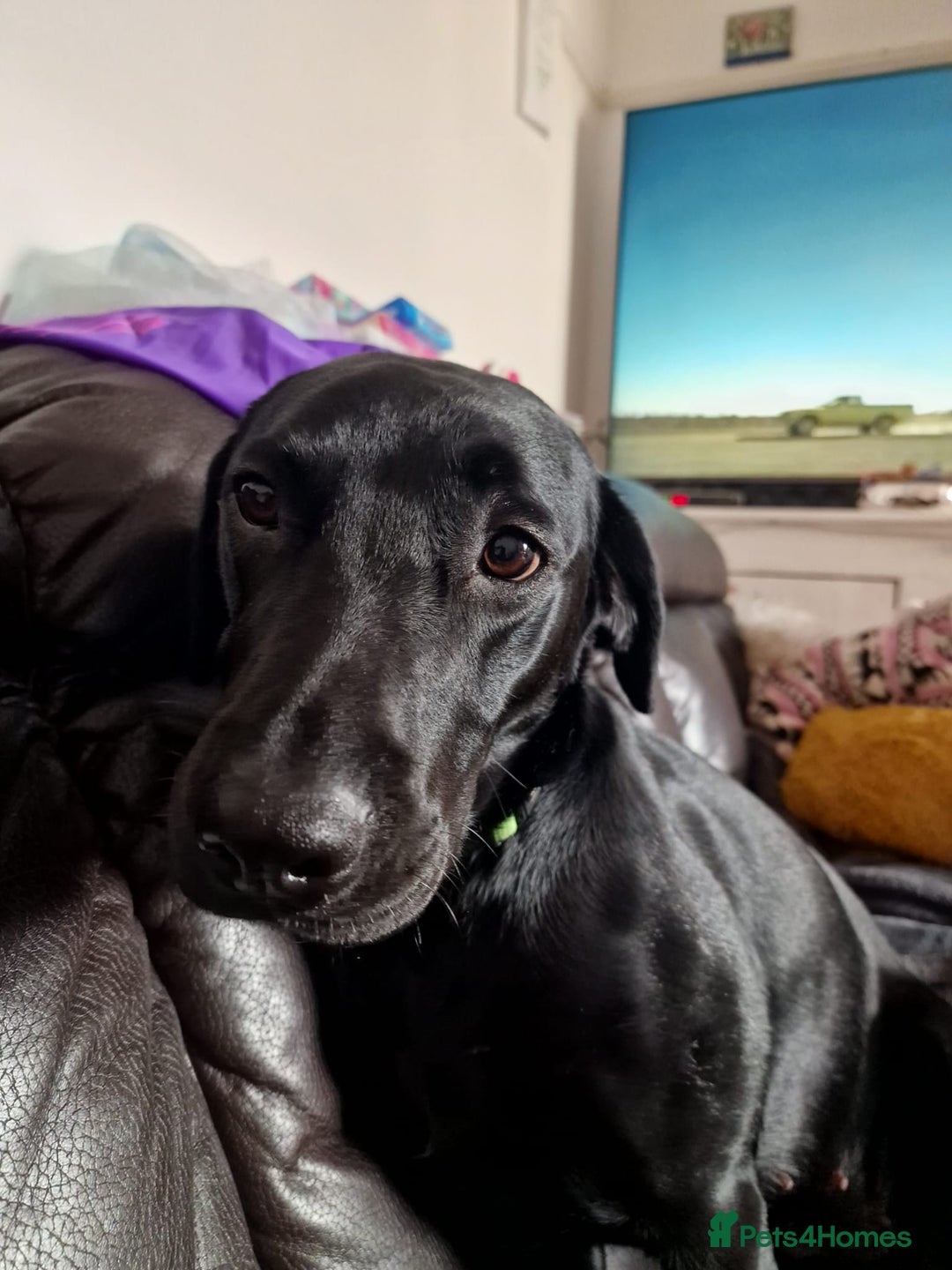 Labrador Retriever dogs for sale: Labrador puppies - Advert 9