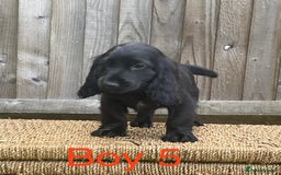 Cocker Spaniel dogs for sale: Cocker spaniel puppies  - Image 9