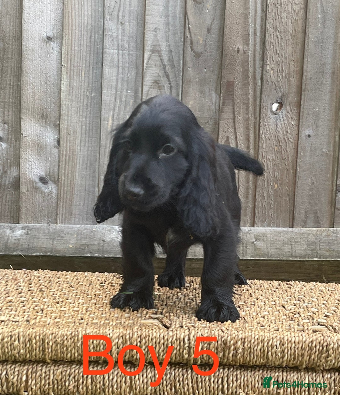 Cocker Spaniel dogs for sale: Cocker spaniel puppies  - Image 9
