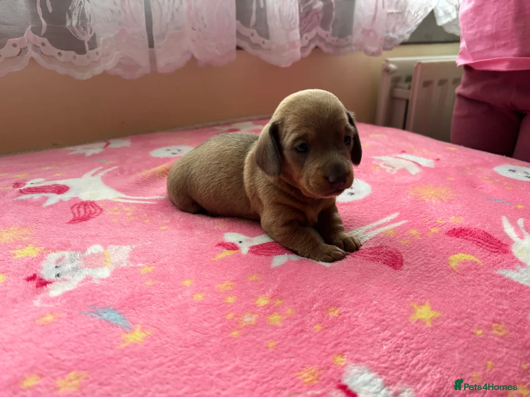 Miniature Dachshund dogs for sale: Miniature dachshund puppies  - Advert 20