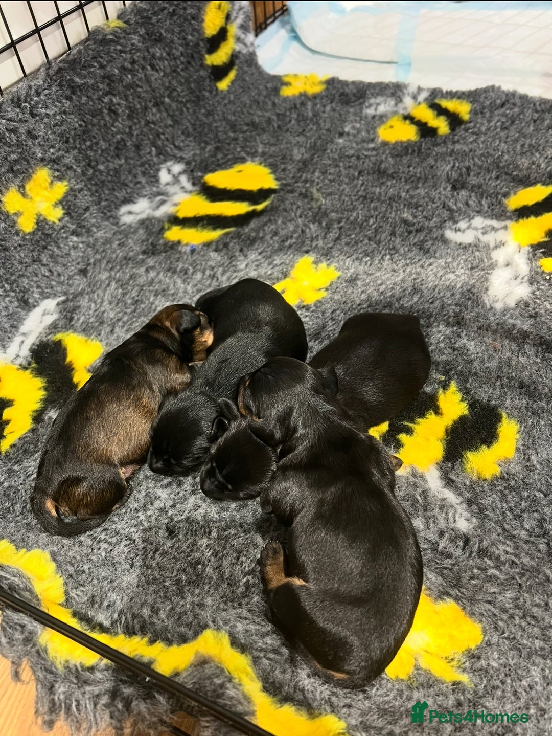 Miniature Dachshund dogs for sale: **Exceptionally well Raised Miniature Dachshunds** - Advert 7
