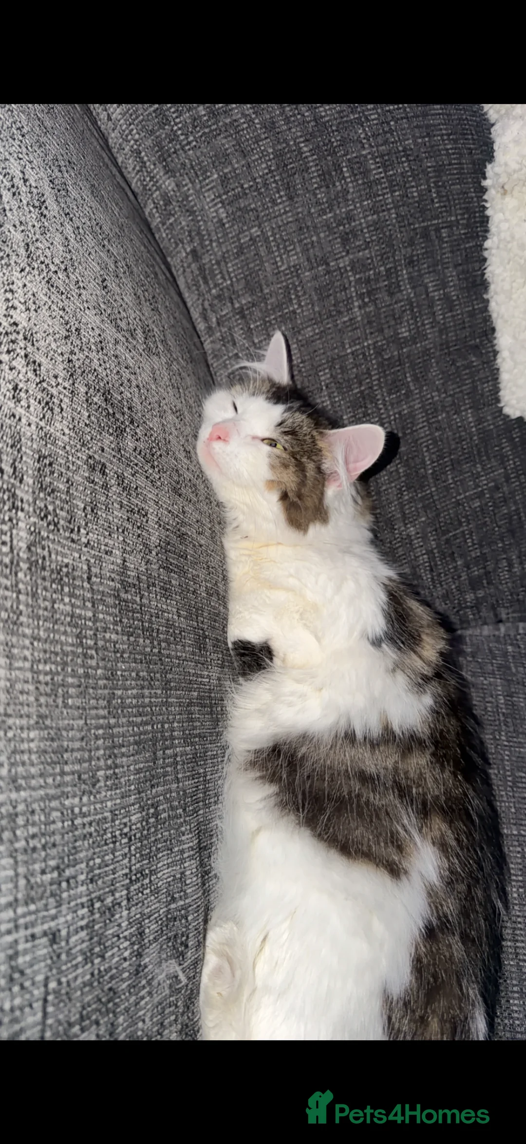 British Longhair cats for sale: Lovely 1 year old long hair  - Advert 1