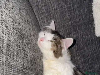 British Longhair cats Lovely 1 year old long hair - Advert 1